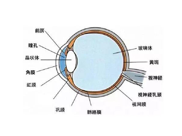 視力防控：真、假近視的原因及預(yù)防